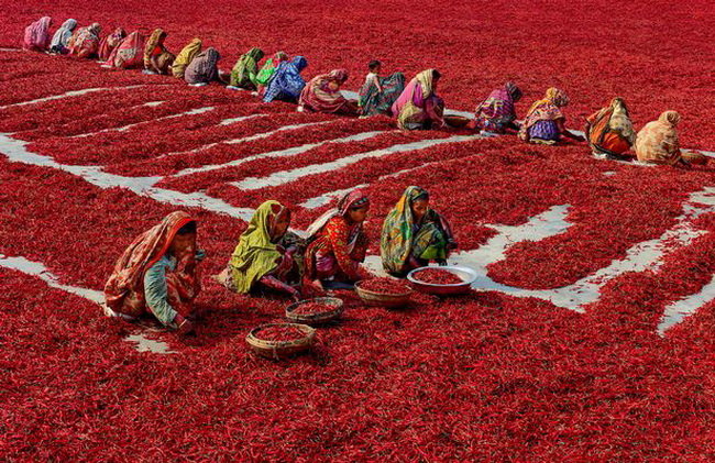 Ngắm chùm ảnh tuyệt đẹp trên đồng ớt chín ở Bangladesh 